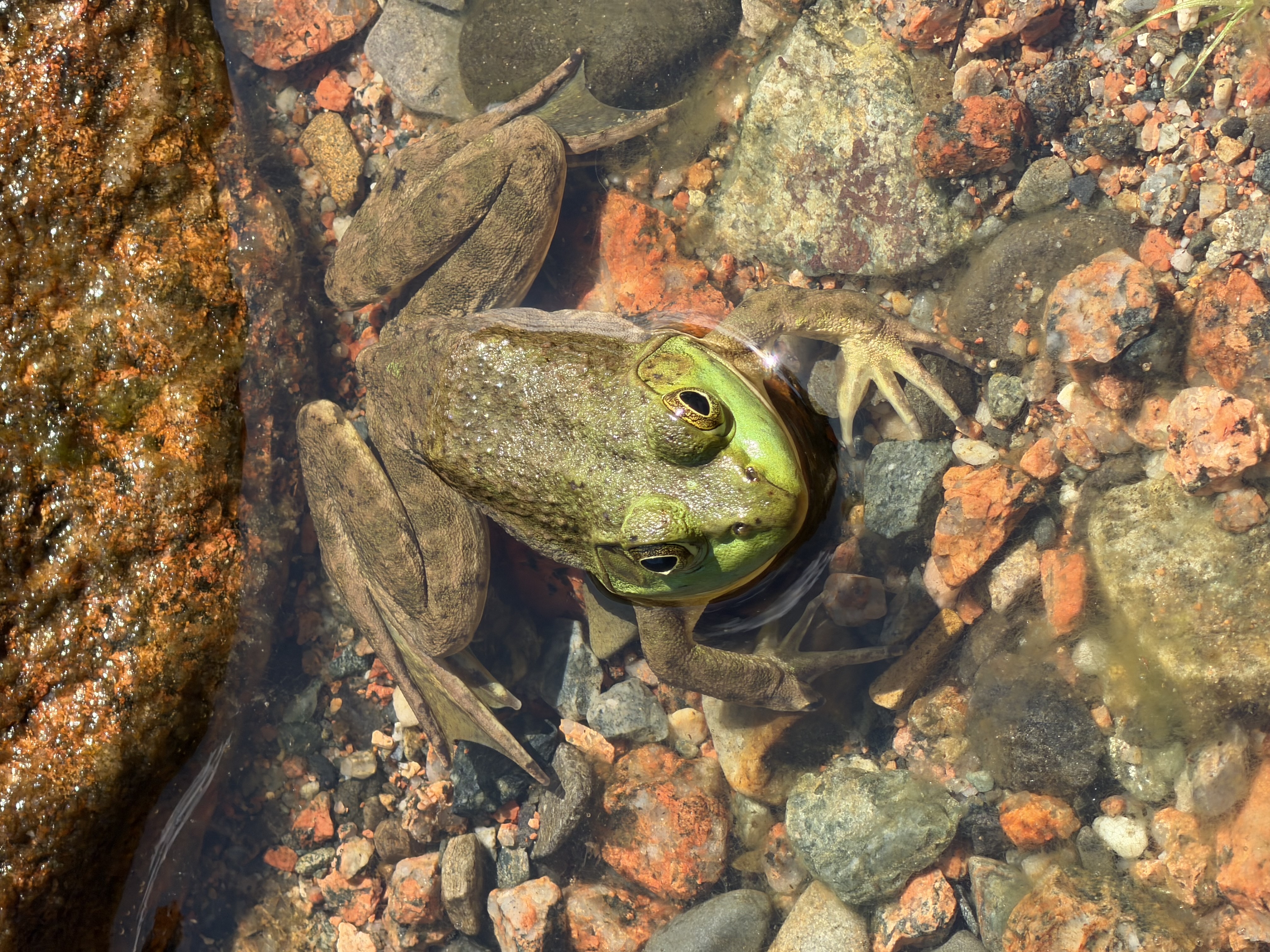 Fauna dell’Acadia National Park